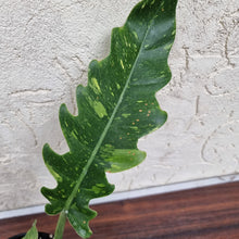 Load image into Gallery viewer, #11 Philodendron Autumn Queen - Rooted/Shot Cutting