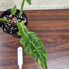 Load image into Gallery viewer, #11 Philodendron Autumn Queen - Rooted/Shot Cutting