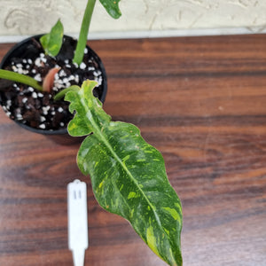 #11 Philodendron Autumn Queen - Rooted/Shot Cutting