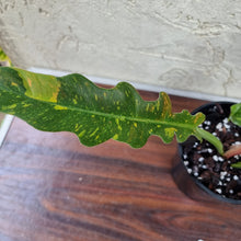 Load image into Gallery viewer, #11 Philodendron Autumn Queen - Rooted/Shot Cutting