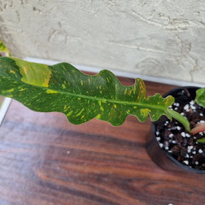 #11 Philodendron Autumn Queen - Rooted/Shot Cutting