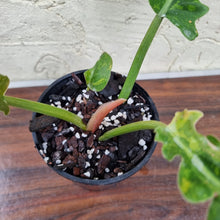 Load image into Gallery viewer, #11 Philodendron Autumn Queen - Rooted/Shot Cutting
