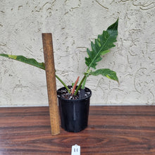Load image into Gallery viewer, #11 Philodendron Autumn Queen - Rooted/Shot Cutting