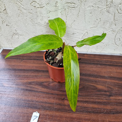 #7 Philodendron Autumn Queen - Rooted/Shot Cutting