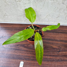 Load image into Gallery viewer, #7 Philodendron Autumn Queen - Rooted/Shot Cutting