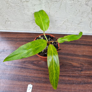 #7 Philodendron Autumn Queen - Rooted/Shot Cutting