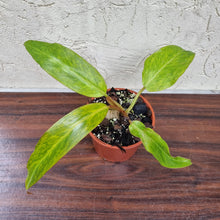 Load image into Gallery viewer, #7 Philodendron Autumn Queen - Rooted/Shot Cutting