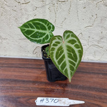 Load image into Gallery viewer, #370 Anthurium Magnificum - Pure