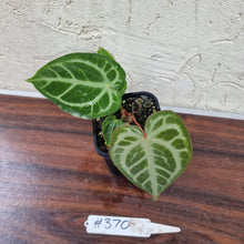 Load image into Gallery viewer, #370 Anthurium Magnificum - Pure