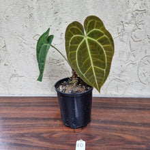 Load image into Gallery viewer, #10 Anthurium Papillilaminum Hybrid x Dark NOID - (Complex hybrid)