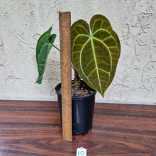 Load image into Gallery viewer, #10 Anthurium Papillilaminum Hybrid x Dark NOID - (Complex hybrid)