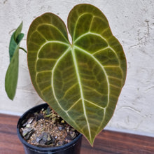 Load image into Gallery viewer, #10 Anthurium Papillilaminum Hybrid x Dark NOID - (Complex hybrid)