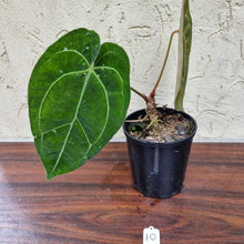 Load image into Gallery viewer, #10 Anthurium Papillilaminum Hybrid x Dark NOID - (Complex hybrid)