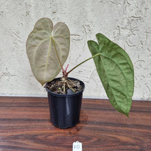 Load image into Gallery viewer, #10 Anthurium Papillilaminum Hybrid x Dark NOID - (Complex hybrid)