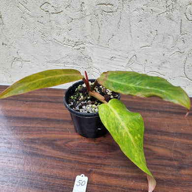 #50 Philodendron Autumn Queen - Rooted/Shot Cutting