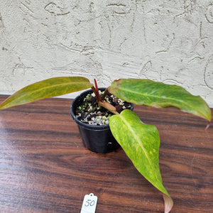 #50 Philodendron Autumn Queen - Rooted/Shot Cutting