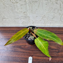 Load image into Gallery viewer, #50 Philodendron Autumn Queen - Rooted/Shot Cutting