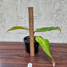 Load image into Gallery viewer, #50 Philodendron Autumn Queen - Rooted/Shot Cutting