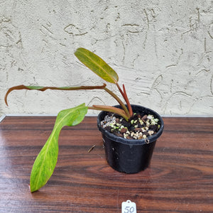 #50 Philodendron Autumn Queen - Rooted/Shot Cutting