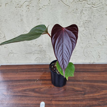 Load image into Gallery viewer, #17 Anthurium Bosworth Beauty