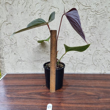 Load image into Gallery viewer, #17 Anthurium Bosworth Beauty
