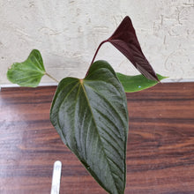 Load image into Gallery viewer, #17 Anthurium Bosworth Beauty