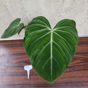 #75 Philodendron Gloriosum