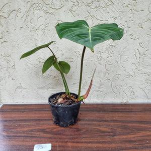 #75 Philodendron Gloriosum