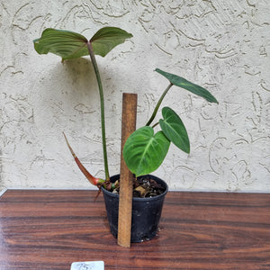 #75 Philodendron Gloriosum