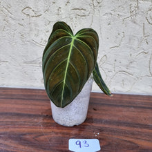 Load image into Gallery viewer, #93 Philodendron Melanochrysum - Rooted/Shot cutting