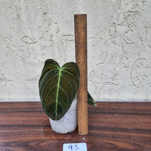 Load image into Gallery viewer, #93 Philodendron Melanochrysum - Rooted/Shot cutting