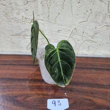 Load image into Gallery viewer, #93 Philodendron Melanochrysum - Rooted/Shot cutting