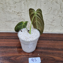 Load image into Gallery viewer, #93 Philodendron Melanochrysum - Rooted/Shot cutting