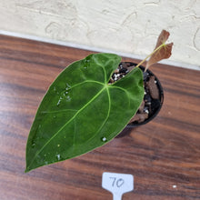 Load image into Gallery viewer, #70 Anthurium Hybrid Seedling