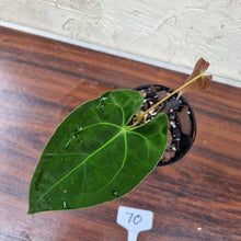 Load image into Gallery viewer, #70 Anthurium Hybrid Seedling