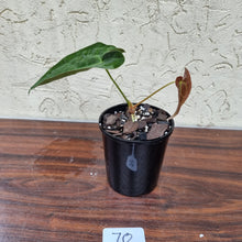 Load image into Gallery viewer, #70 Anthurium Hybrid Seedling