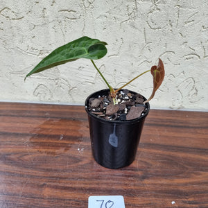 #70 Anthurium Hybrid Seedling