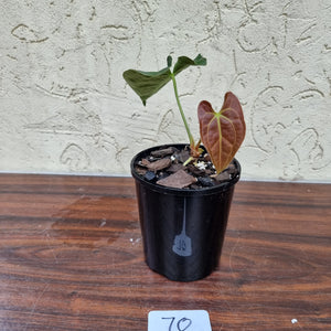 #70 Anthurium Hybrid Seedling