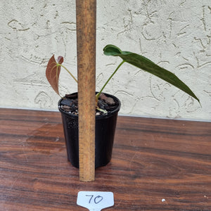 #70 Anthurium Hybrid Seedling