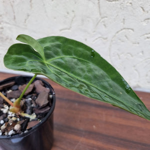 #70 Anthurium Hybrid Seedling