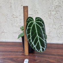 Load image into Gallery viewer, #40 Dark Anthurium Crystallinum x