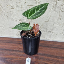 Load image into Gallery viewer, #5 Anthurium Magnificum Hybrid x