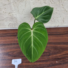 Load image into Gallery viewer, #36 Philodendron Gloriosum