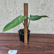 Load image into Gallery viewer, #36 Philodendron Gloriosum