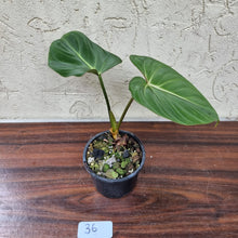 Load image into Gallery viewer, #36 Philodendron Gloriosum