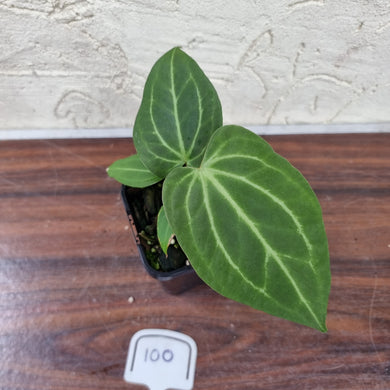 #100 Anthurium Magnificum Hybrid x