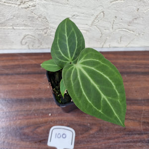 #100 Anthurium Magnificum Hybrid x