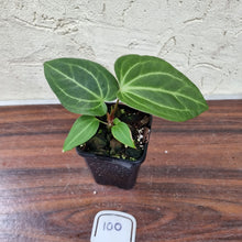 Load image into Gallery viewer, #100 Anthurium Magnificum Hybrid x