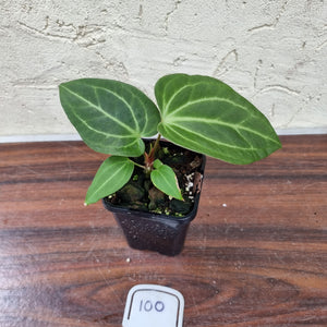 #100 Anthurium Magnificum Hybrid x