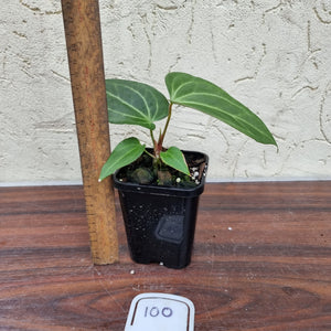 #100 Anthurium Magnificum Hybrid x